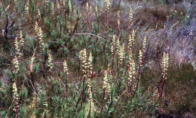 APII jpeg image of Dracophyllum continentis  © contact APII