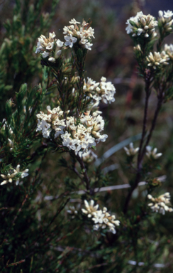 APII jpeg image of Epacris paludosa  © contact APII