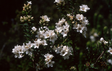 APII jpeg image of Epacris petrophila  © contact APII