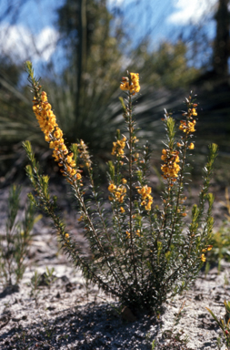 APII jpeg image of Aotus ericoides  © contact APII