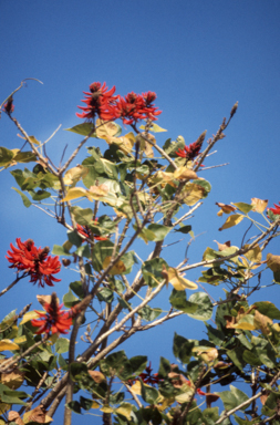 APII jpeg image of Erythrina  © contact APII