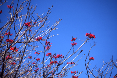 APII jpeg image of Erythrina  © contact APII