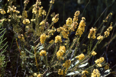 APII jpeg image of Dillwynia floribunda  © contact APII