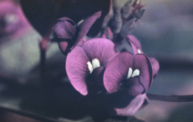 APII jpeg image of Hardenbergia violacea  © contact APII