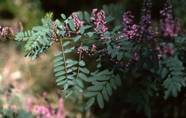 APII jpeg image of Indigofera australis  © contact APII