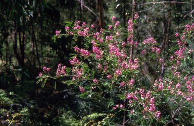 APII jpeg image of Indigofera australis  © contact APII