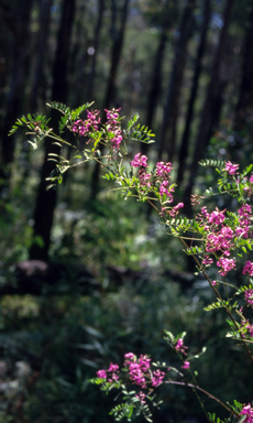 APII jpeg image of Indigofera australis  © contact APII