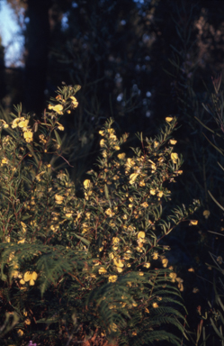 APII jpeg image of Gompholobium  © contact APII