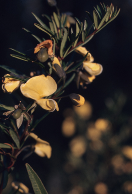 APII jpeg image of Gompholobium  © contact APII