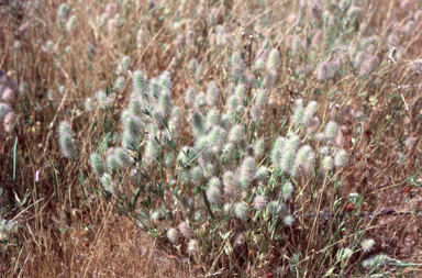 APII jpeg image of Trifolium arvense  © contact APII