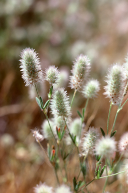 APII jpeg image of Trifolium arvense  © contact APII