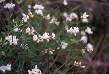 APII jpeg image of Lotus australis  © contact APII