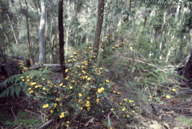 APII jpeg image of Platylobium formosum  © contact APII