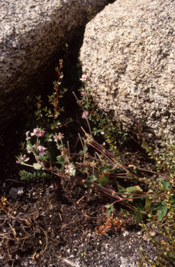 APII jpeg image of Pellargonium australe  © contact APII