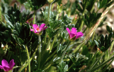 APII jpeg image of Geranium antrorsum  © contact APII