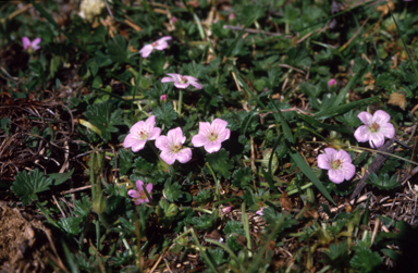 APII jpeg image of Geranium obtusisepalum  © contact APII
