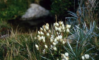 APII jpeg image of Gentianella diemensis  © contact APII