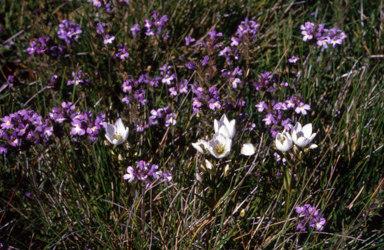 APII jpeg image of Gentianella cunninghamii  © contact APII