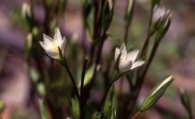 APII jpeg image of Gentianella polysperes  © contact APII