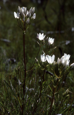 APII jpeg image of Gentianella cunninghamii  © contact APII