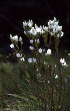 APII jpeg image of Gentianella cunninghamii  © contact APII