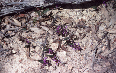 APII jpeg image of Hardenbergia violacea  © contact APII