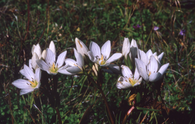 APII jpeg image of Gentianella  © contact APII