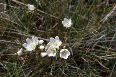 APII jpeg image of Gentianella cunninghamii  © contact APII