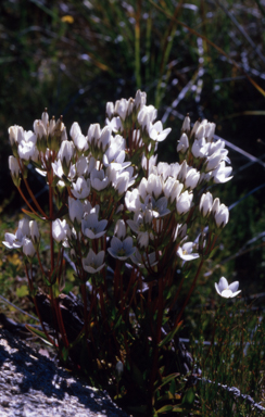 APII jpeg image of Gentianella cunninghamii  © contact APII