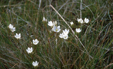 APII jpeg image of Gentianella cunninghamii  © contact APII