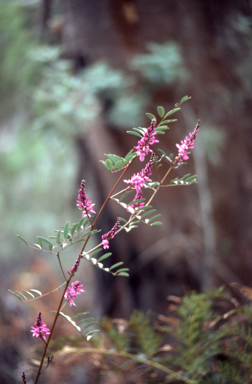APII jpeg image of Indigofera australis  © contact APII