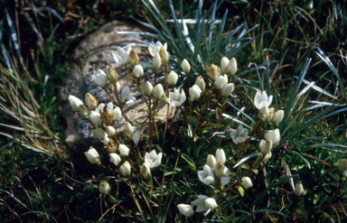 APII jpeg image of Gentianella muelleriana subsp. alpestris  © contact APII