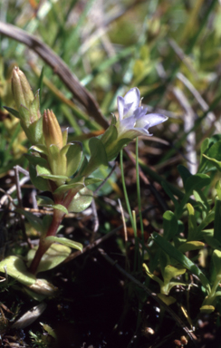 APII jpeg image of Gentiana baeuerlenii  © contact APII