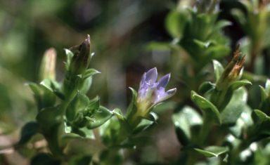 APII jpeg image of Gentiana baeuerlenii  © contact APII