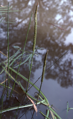 APII jpeg image of Cycnogeton procerum  © contact APII