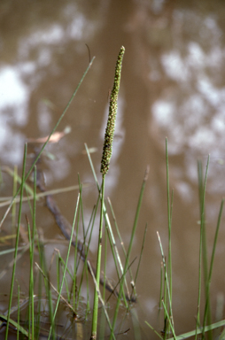 APII jpeg image of Cycnogeton procerum  © contact APII