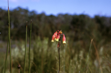 APII jpeg image of Blandfordia nobilis  © contact APII