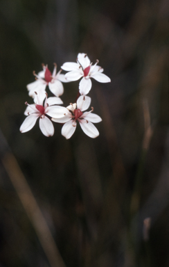 APII jpeg image of Burchardia umbellata  © contact APII