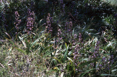 APII jpeg image of Dianella tasmanica  © contact APII