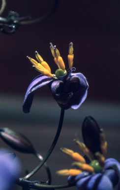APII jpeg image of Dianella tasmanica  © contact APII