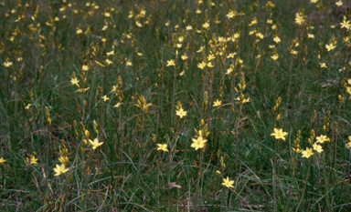 APII jpeg image of Bulbine bulbosa  © contact APII