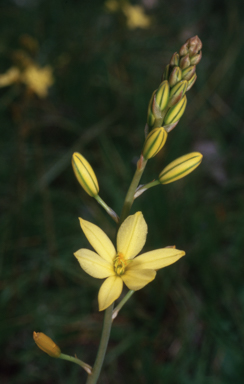 APII jpeg image of Bulbine bulbosa  © contact APII