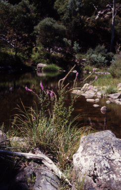 APII jpeg image of Lythrum salicaria  © contact APII