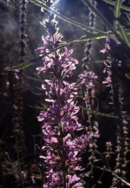 APII jpeg image of Lythrum salicaria  © contact APII