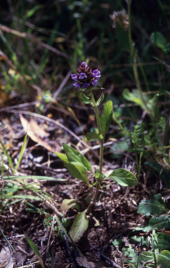 APII jpeg image of Prunella vulgaris  © contact APII