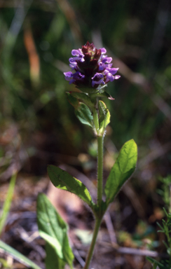 APII jpeg image of Prunella vulgaris  © contact APII