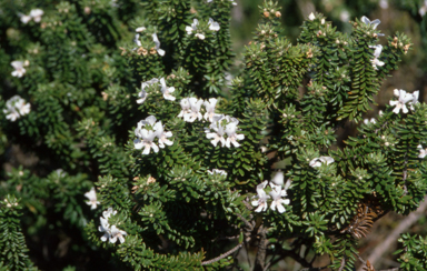 APII jpeg image of Westringia fruiticosa  © contact APII