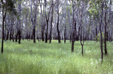 APII jpeg image of Eucalyptus camaldulensis  © contact APII