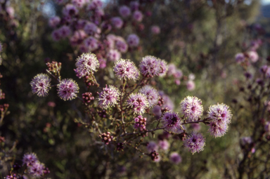 APII jpeg image of Kunzea parvifolia  © contact APII