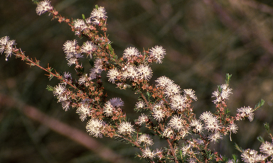 APII jpeg image of Kunzea  © contact APII